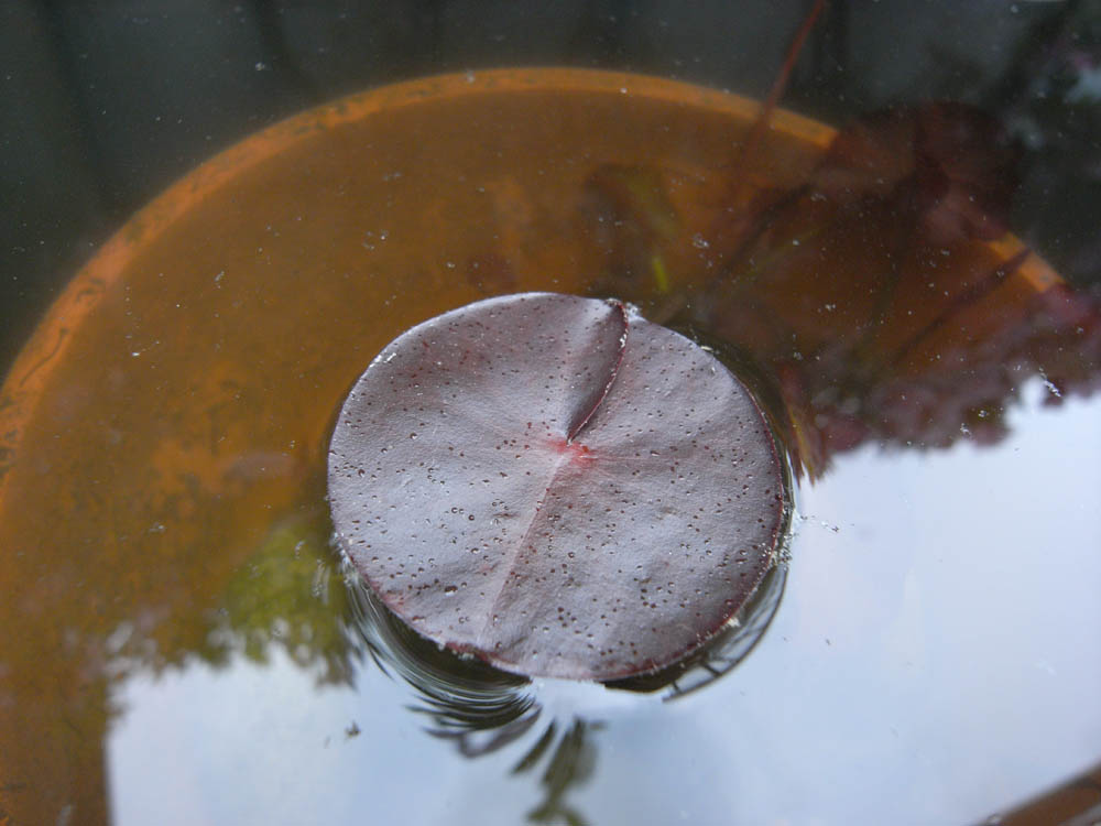 �T���O�X��