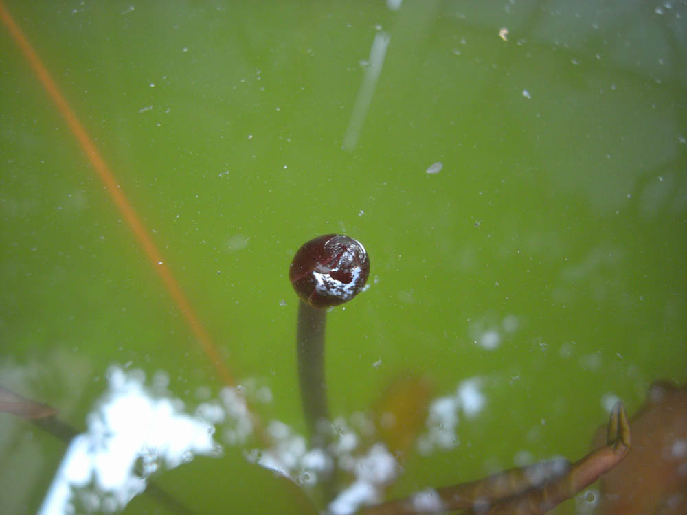 �T���Q�P��