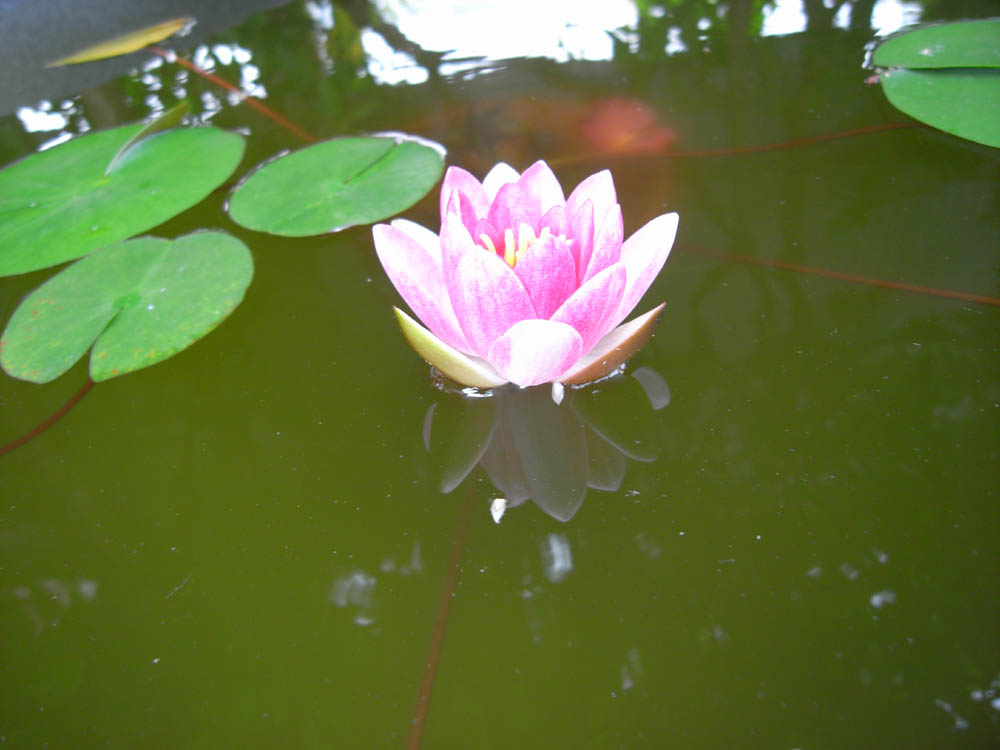 �U���P�O��