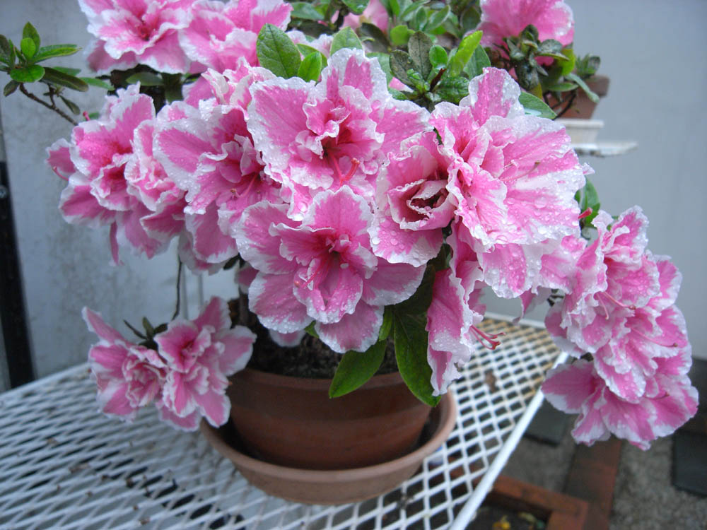 �T���O�R��