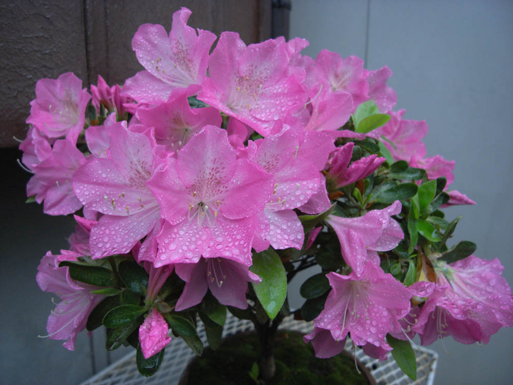 �T���O�R��