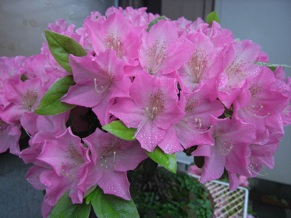 �T���O�R��