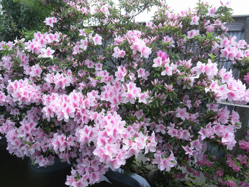 �T���P�O��