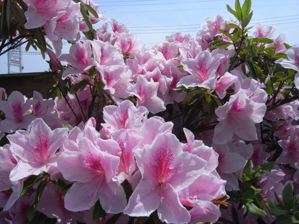 �T���P�S��