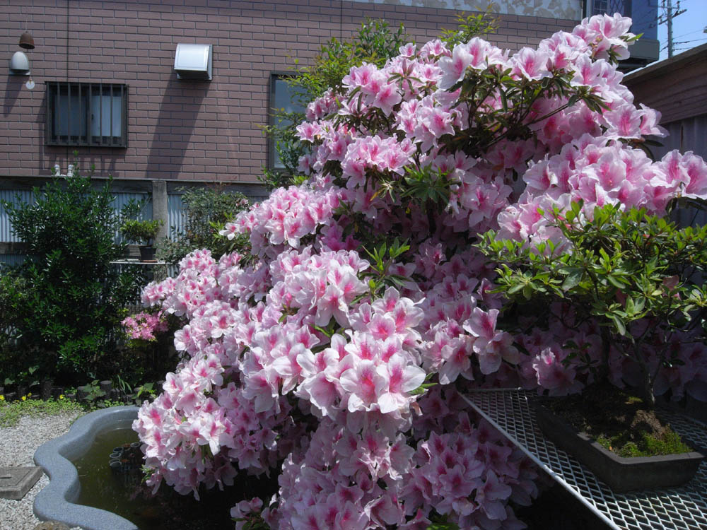 �T���P�S��