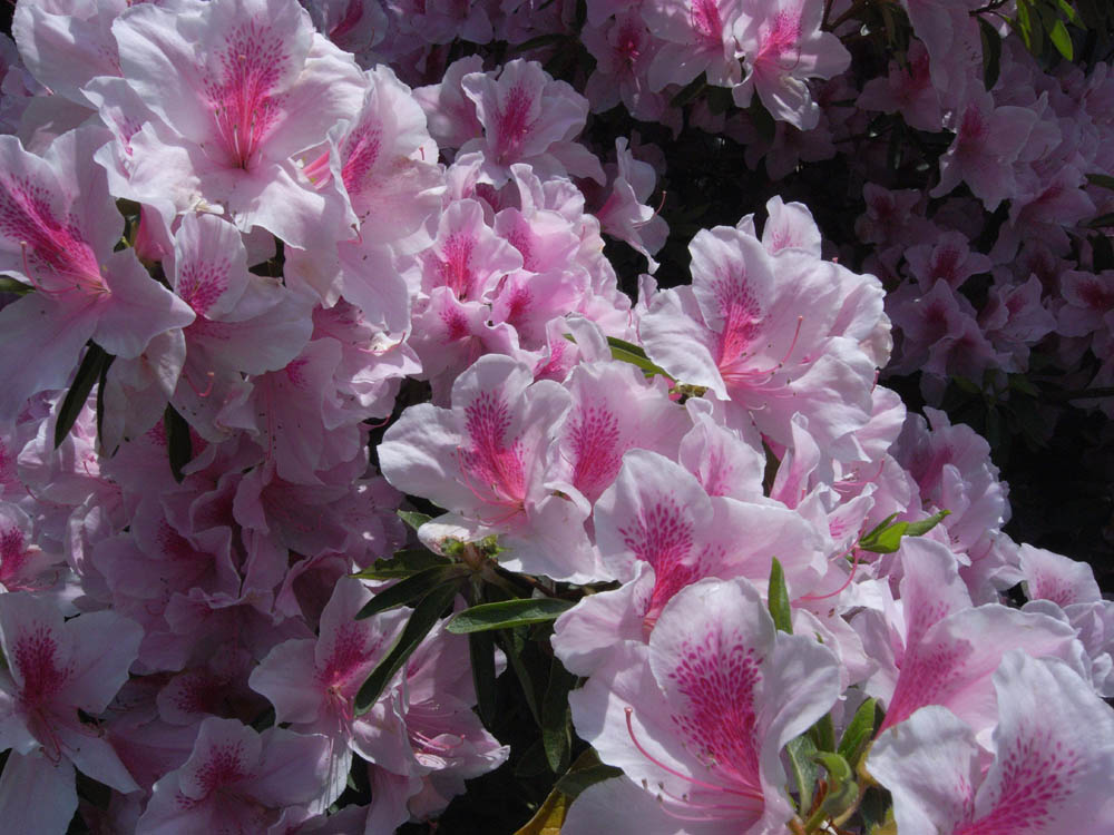 �T���P�S��