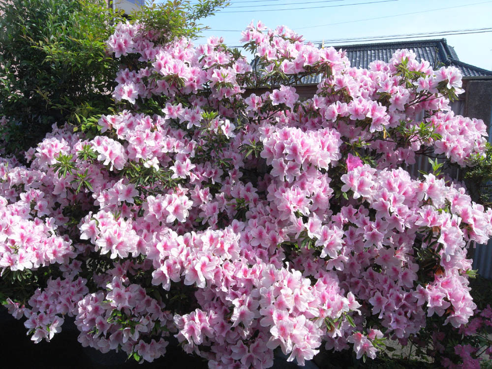 �T���P�S��