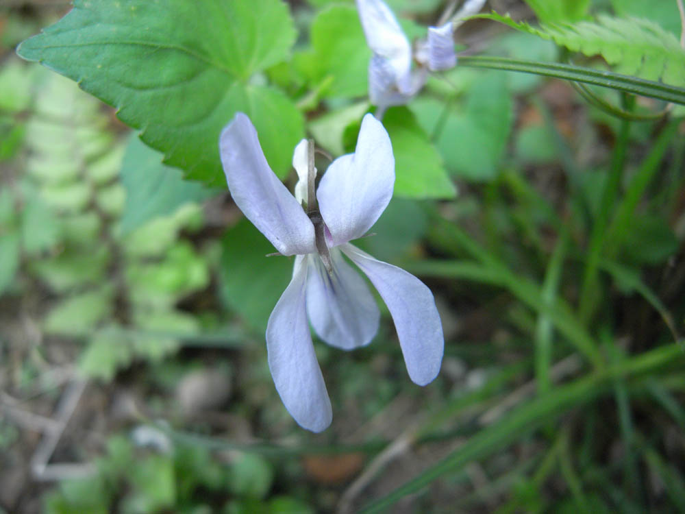 �T���O�P��