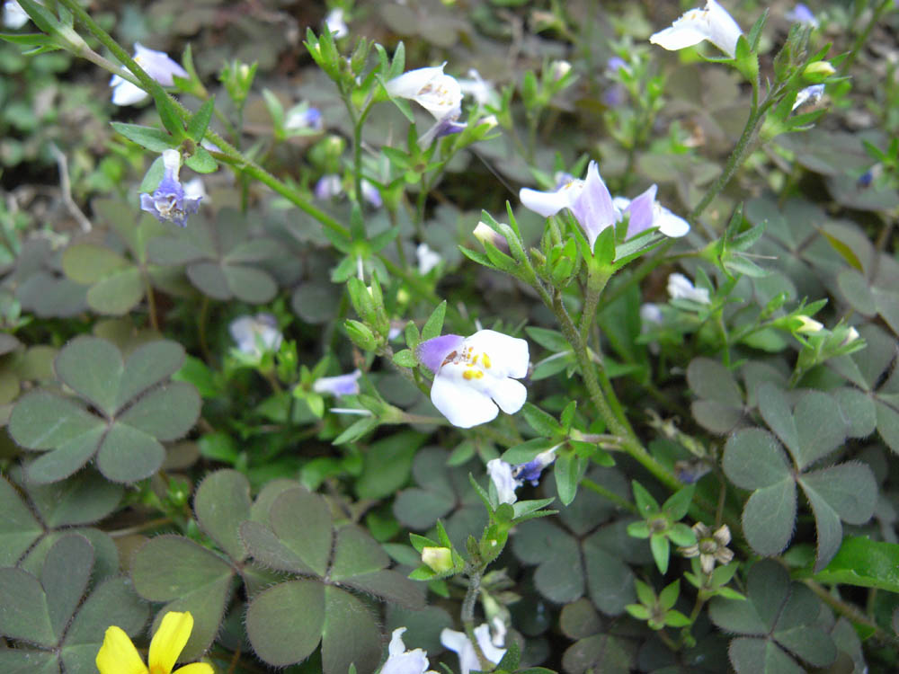 �T���O�P��