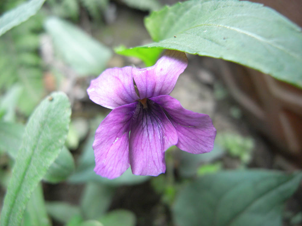 �T���P�U��