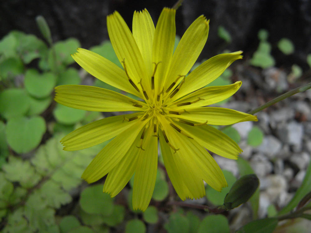 �T���P�U��