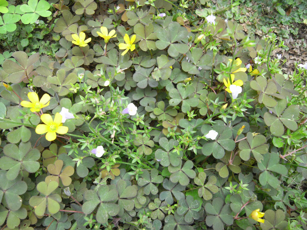 �T���P�U��