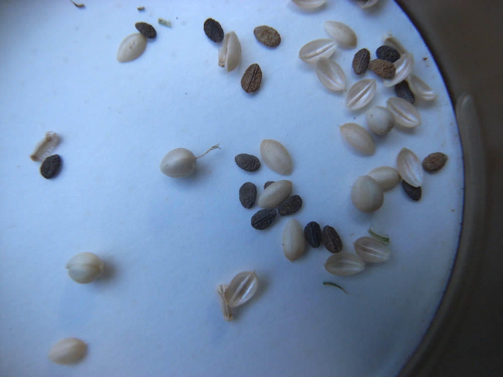 �S���P�W��