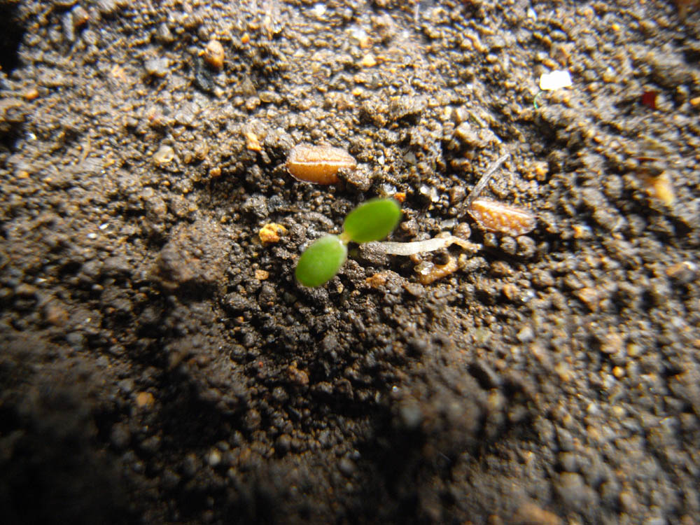 �T���Q�T��