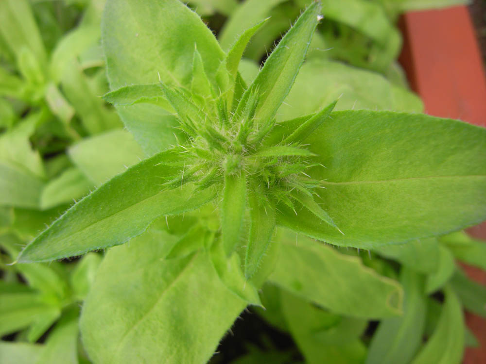 �T���O�V��