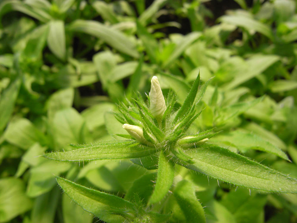 �T���P�R��