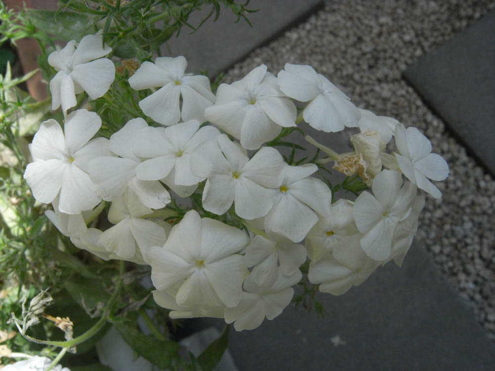 �U���O�W��