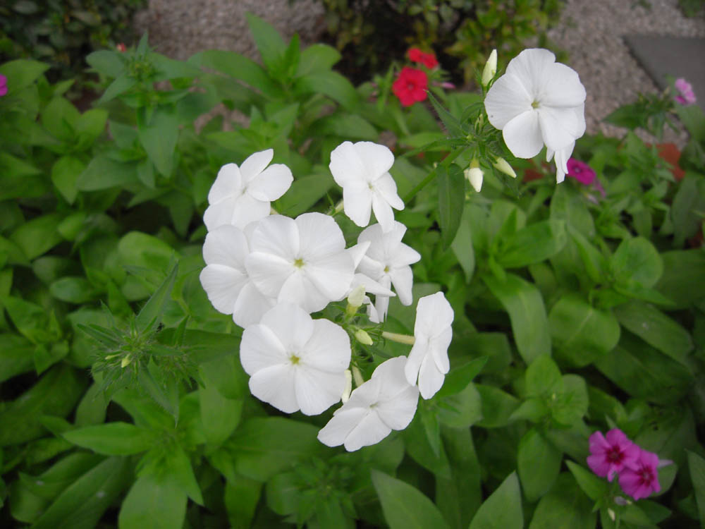 �U���P�X��