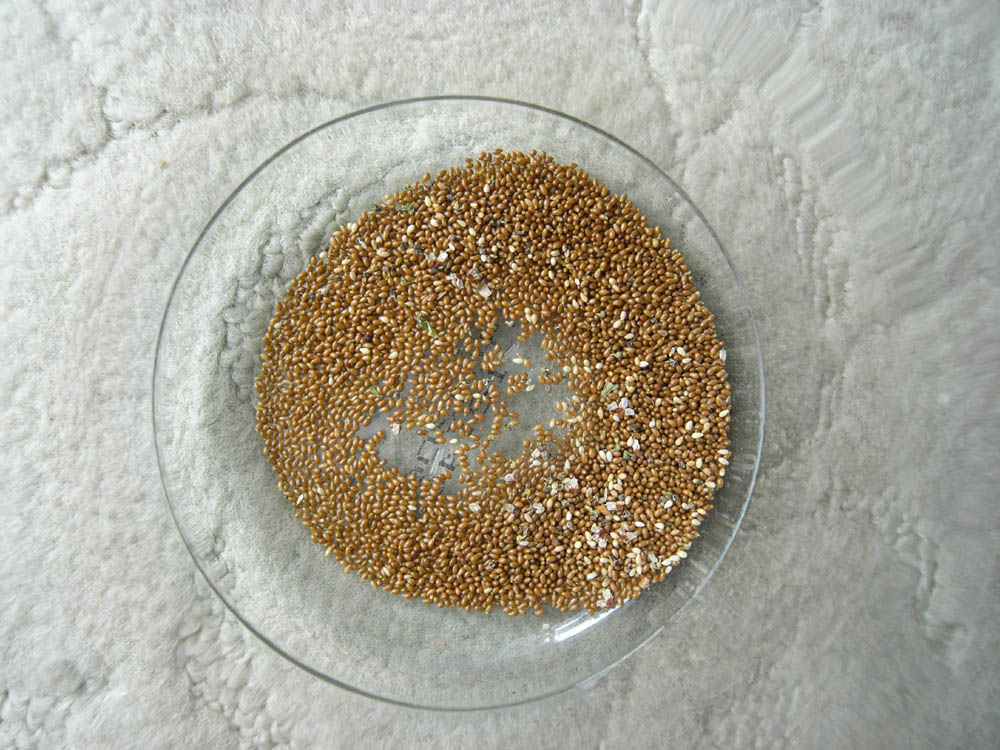 �O�X���Q�W��