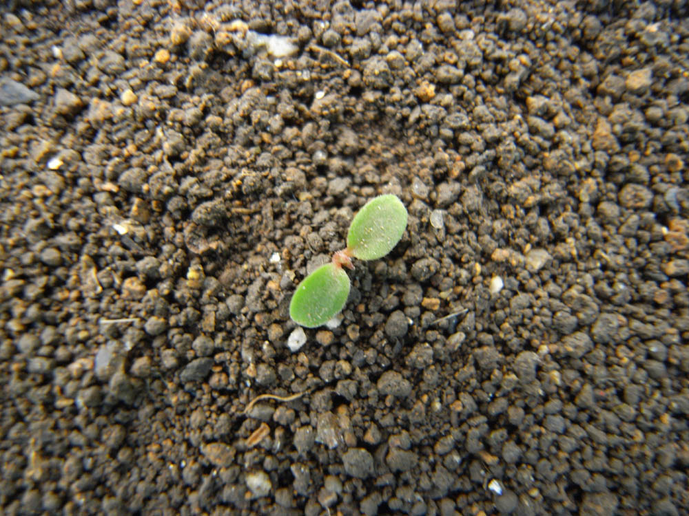 �P�O���O�V��