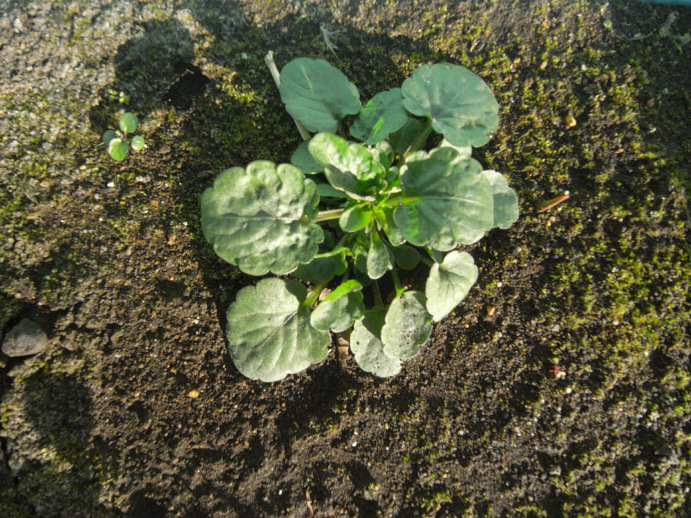 �O�Q���O�S��