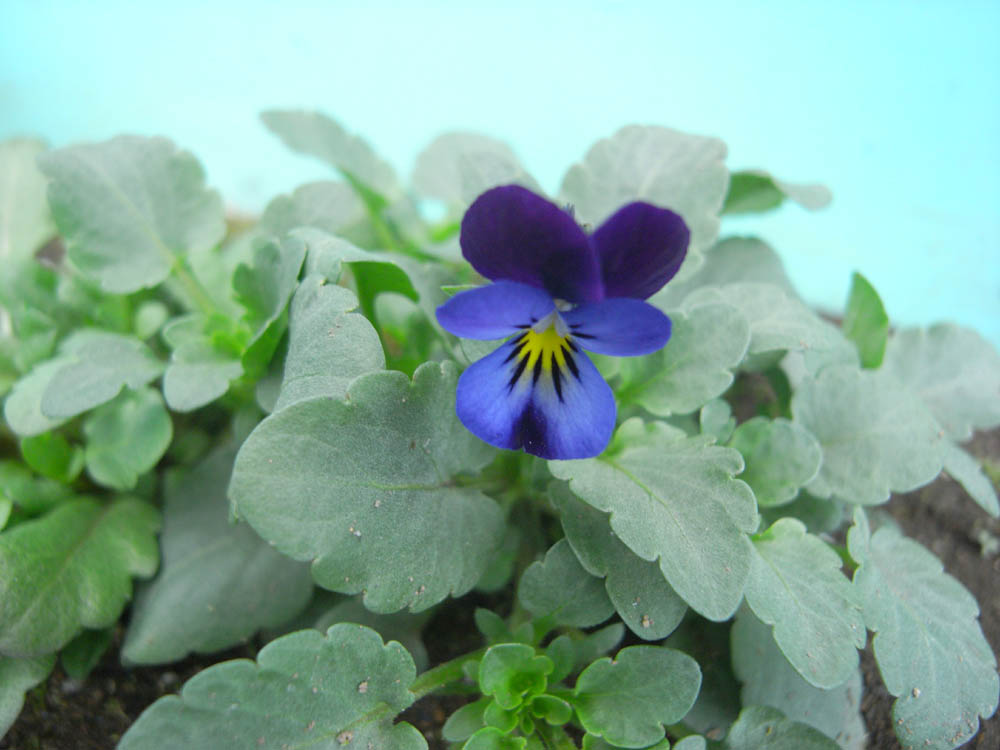 �O�R���O�V��