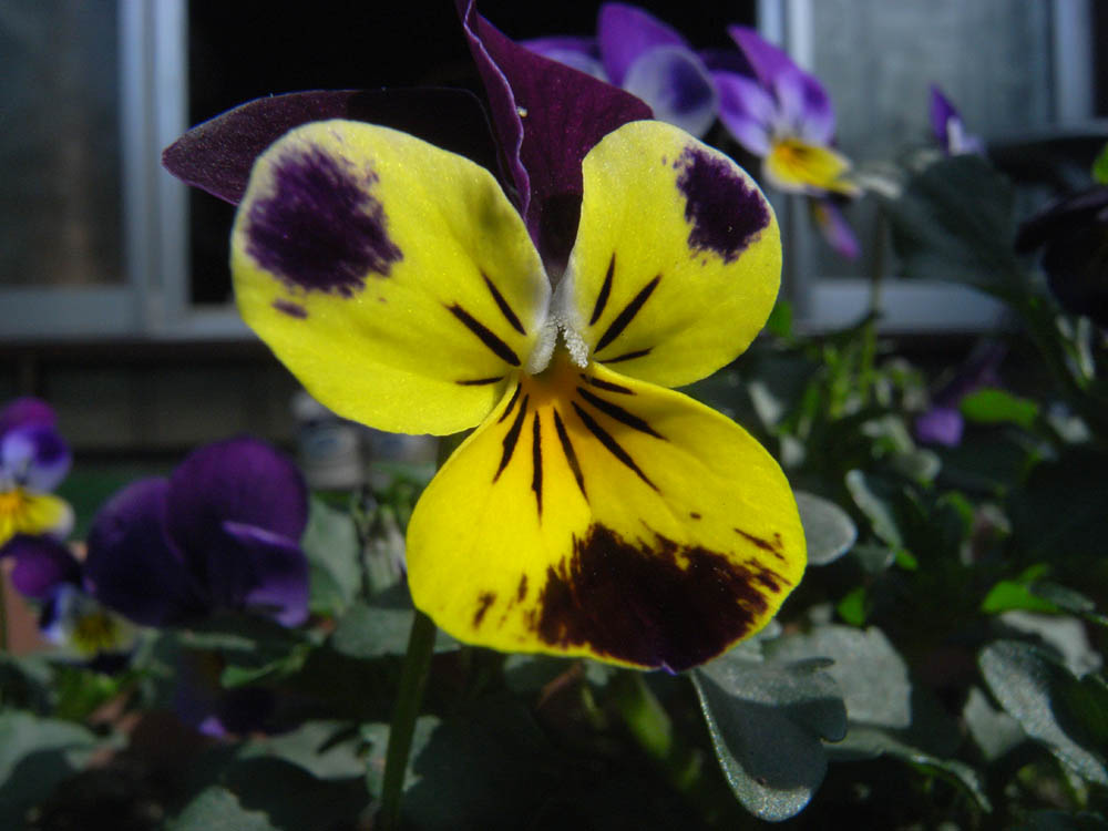 �O�S���P�W��