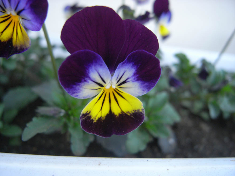 �O�S���P�W��