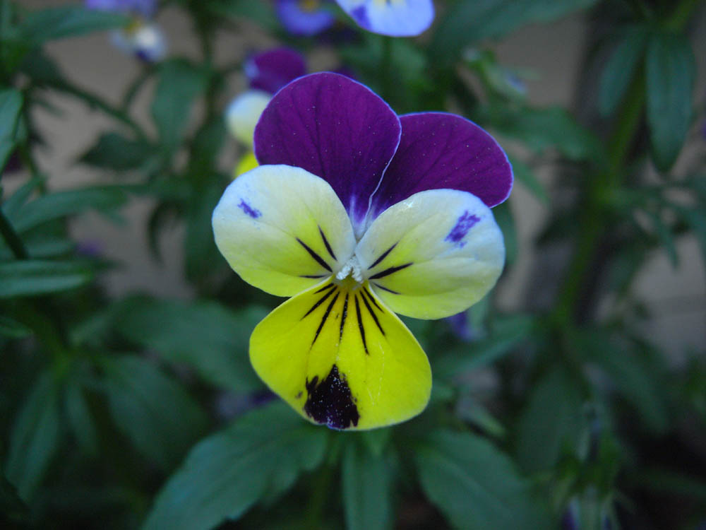 �O�S���P�W��