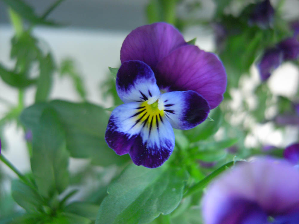 �O�T���P�U��