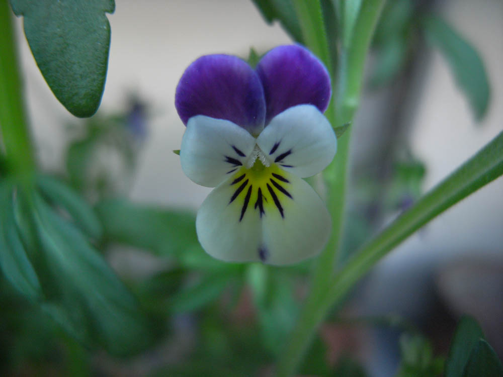 �O�T���P�U��