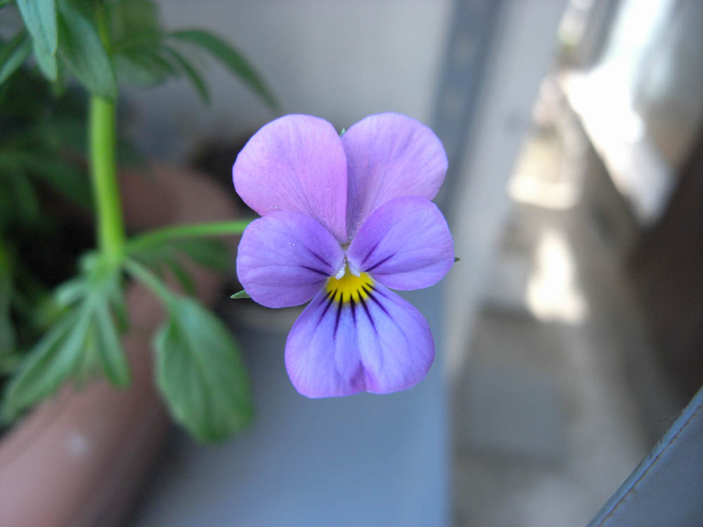 �O�T���P�U��