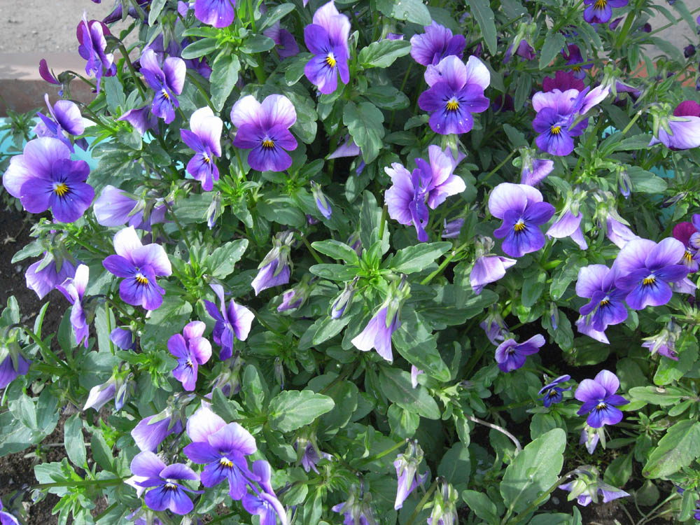 �O�T���P�U��