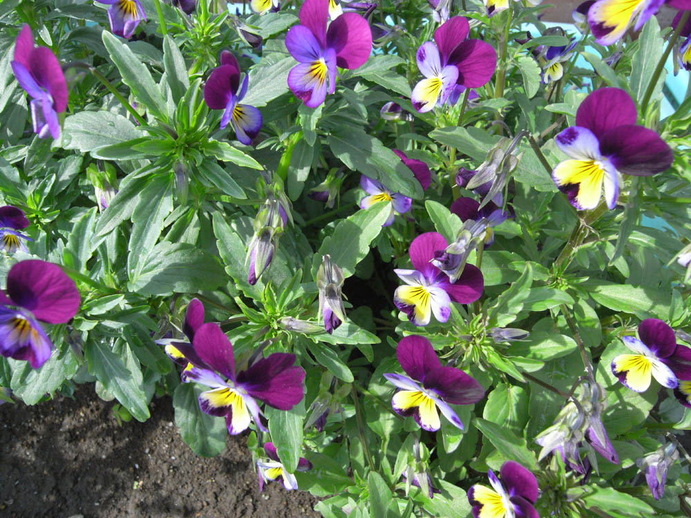 �O�T���P�U��