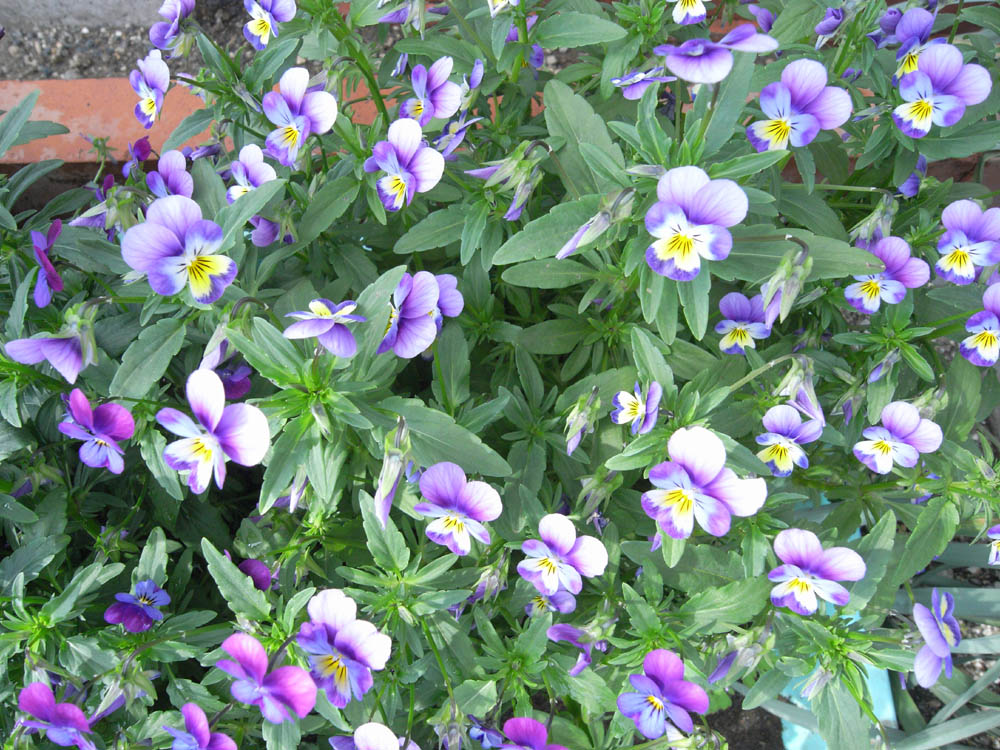 �O�T���P�U��