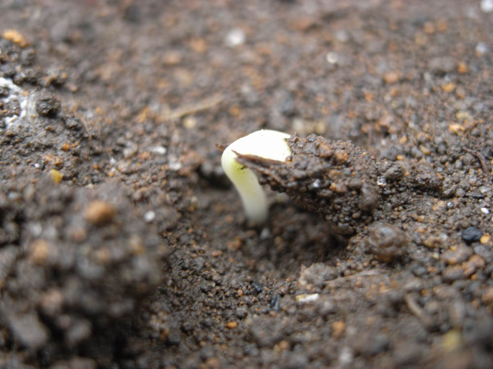 �T���O�S��