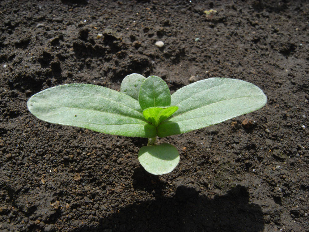 �T���O�S��