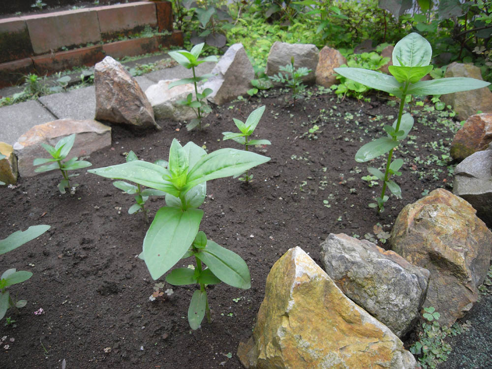 �T���O�V��