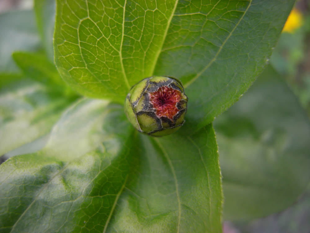 �T���P�R��