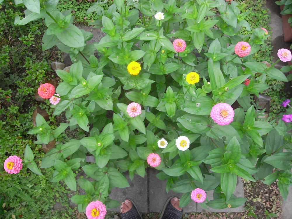 �U���O�R��