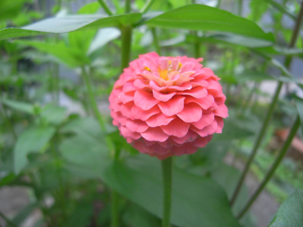 �U���O�W��