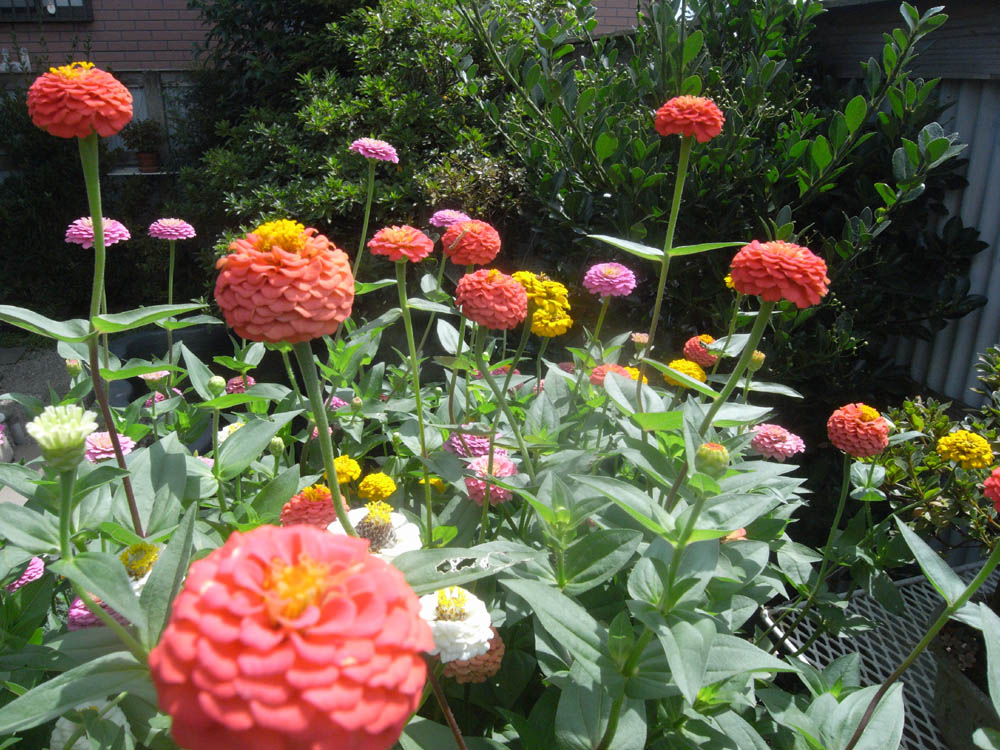 �U���P�T��