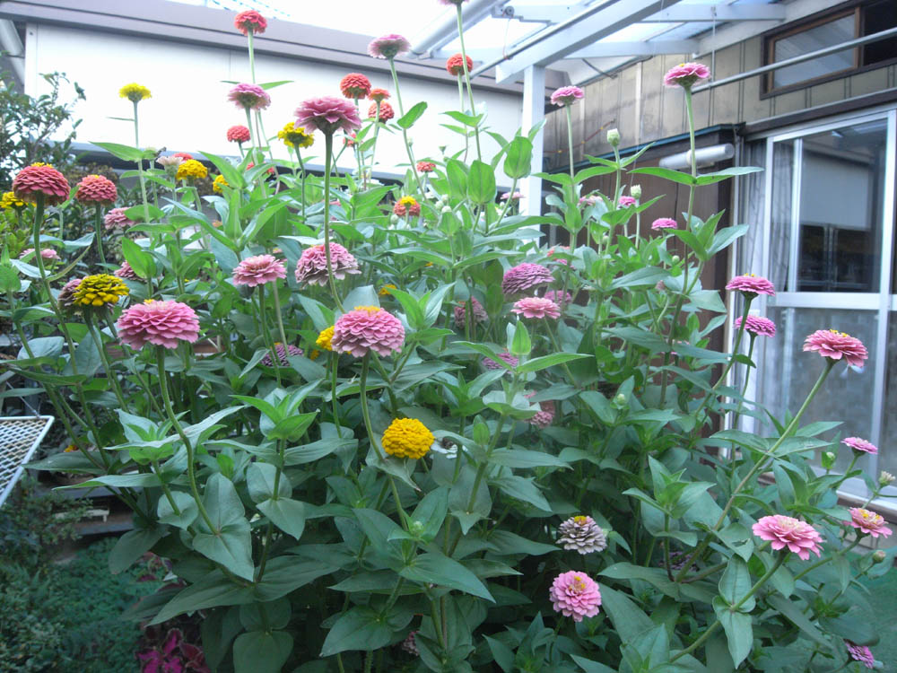 �U���P�V��