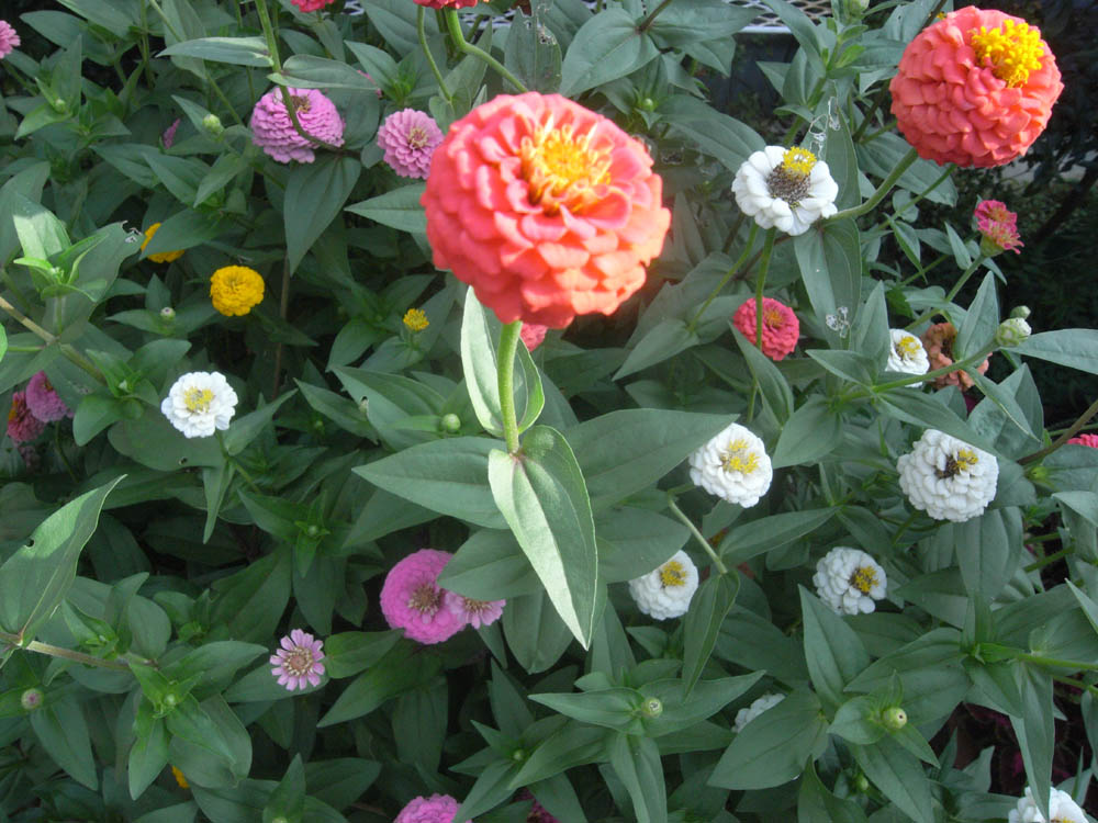 �U���P�X��