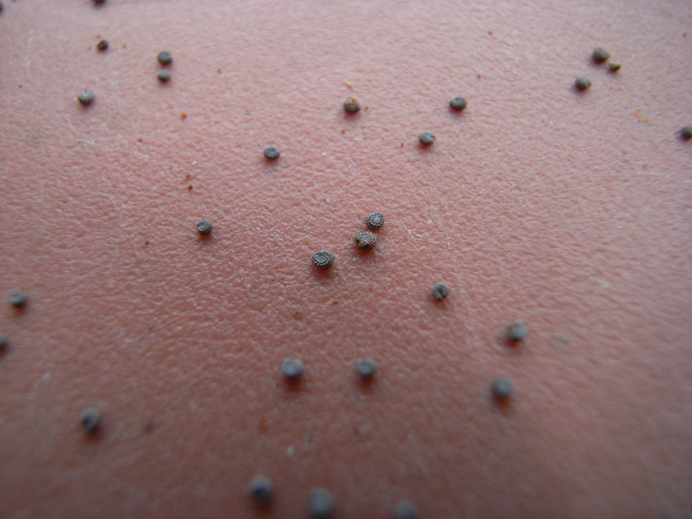 �|�[�`�����J�P