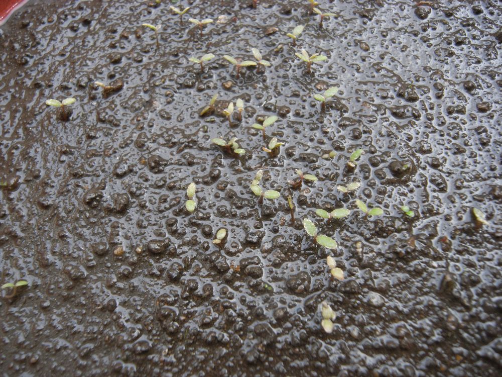 �|�[�`�����J�R