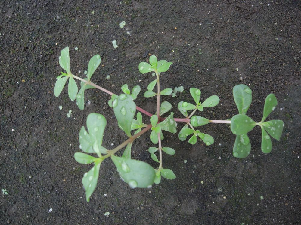 �|�[�`�����J�T