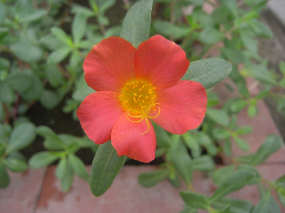 �|�[�`�����J�V