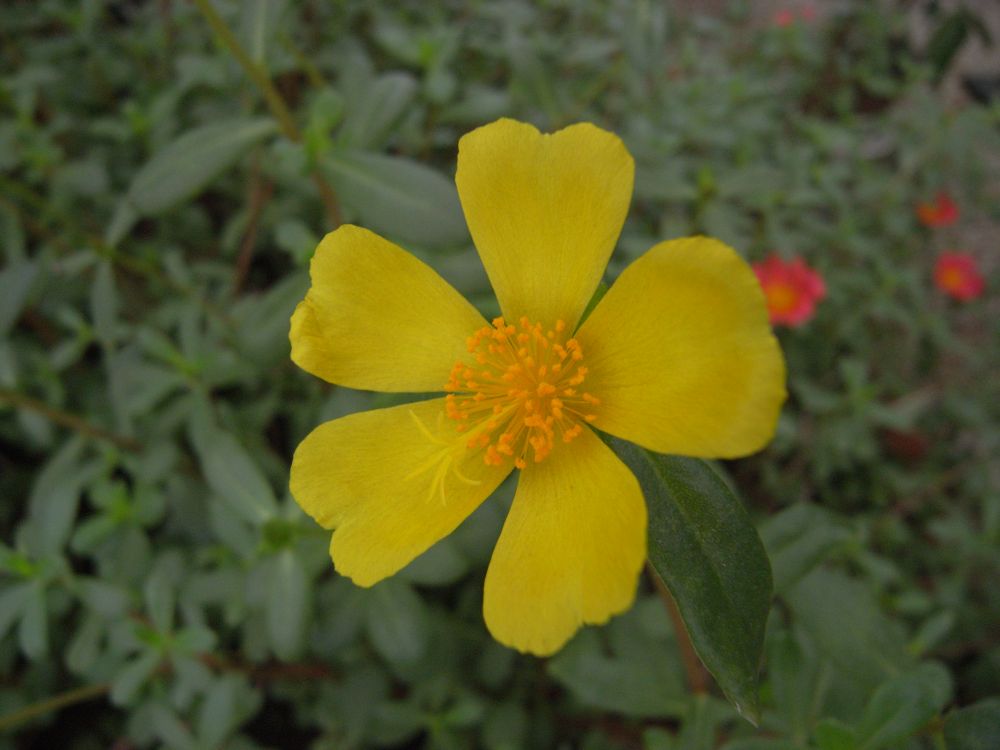 �|�[�`�����J�P�O