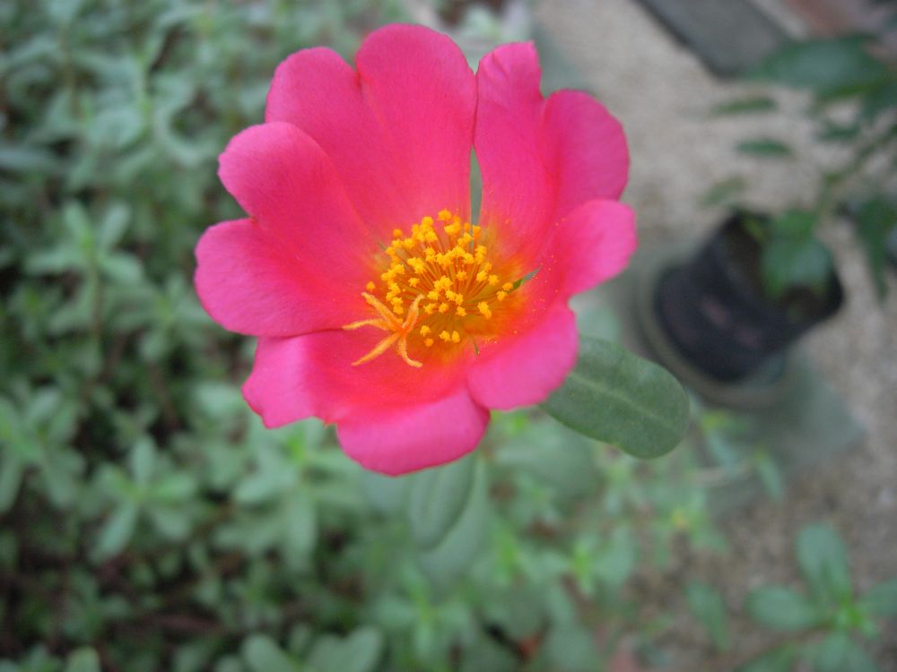 �|�[�`�����J�P�P